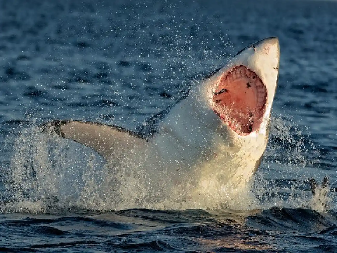 Shark Cage Diving at Seal Island Mossel Bay