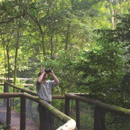 Aerial Boardwalk