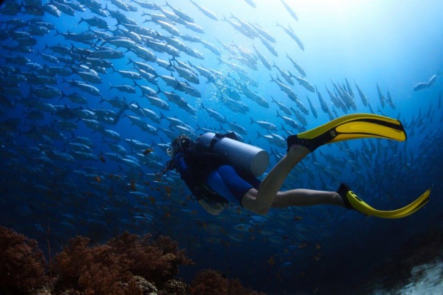Aquarium Diving