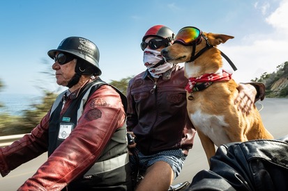 Meet South Africa’s Adventure Dogs