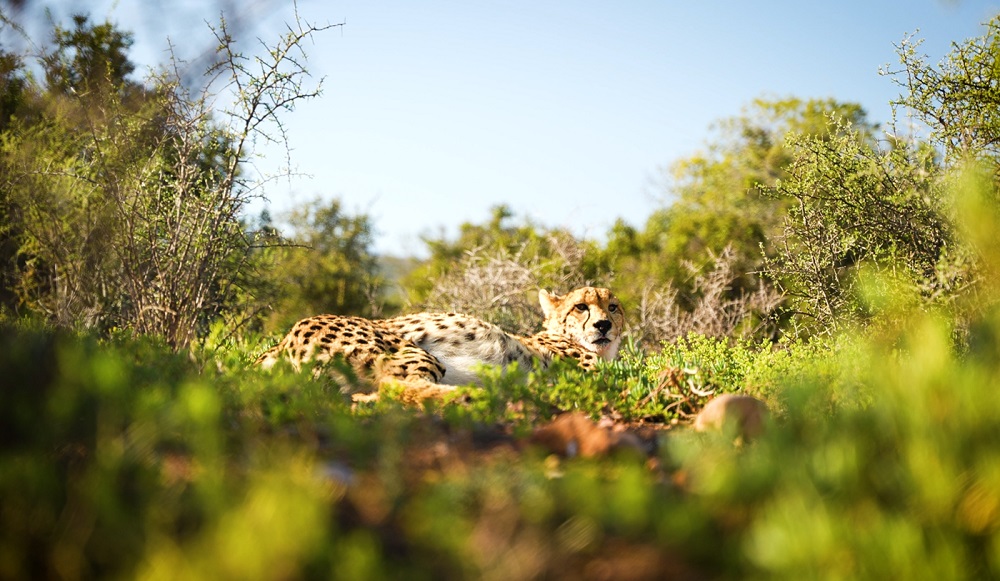 Walking Safaris