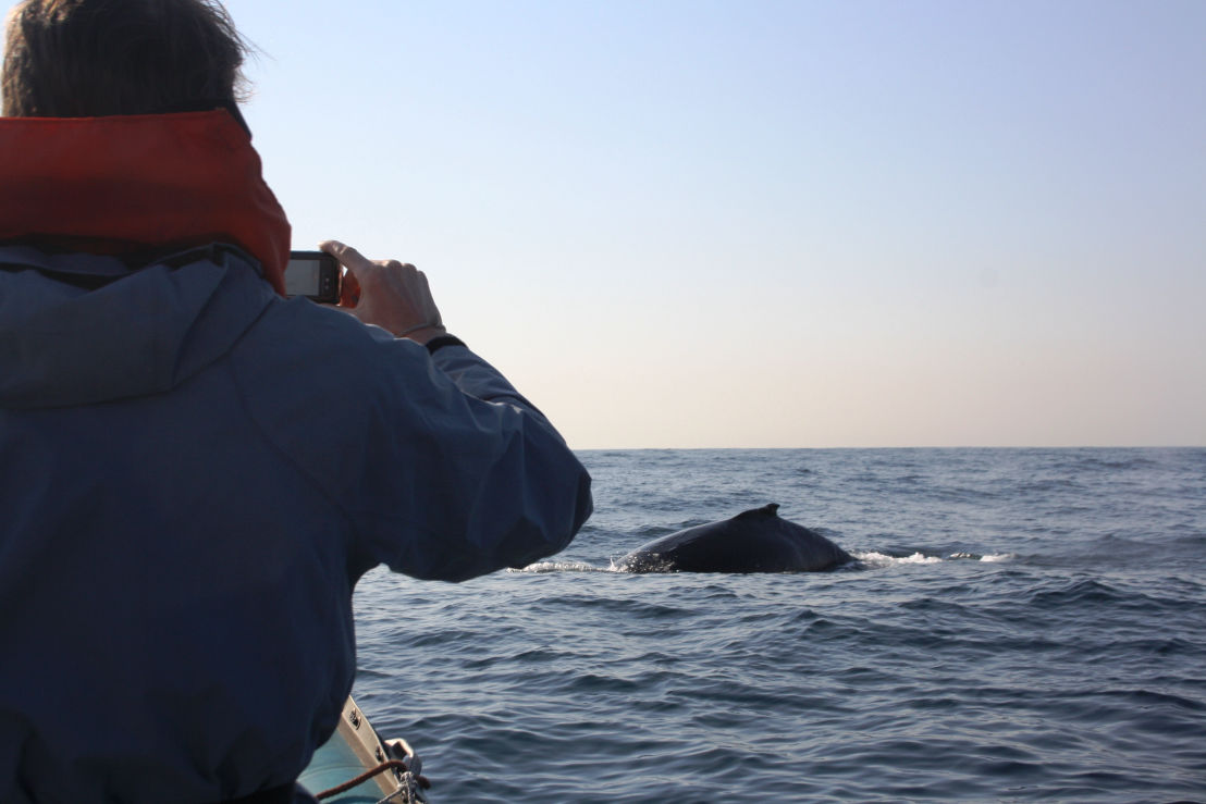 Whale Watching in Durban