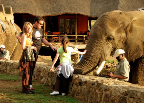 Elephant Experience