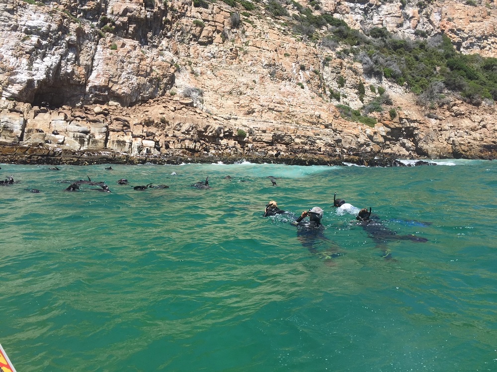 Seal Snorkelling