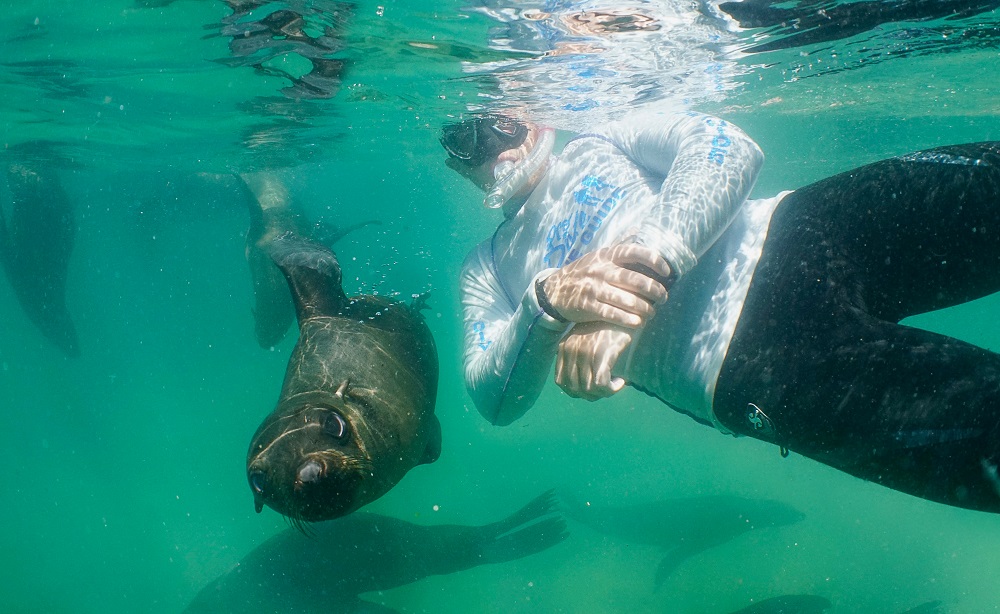 Swimming with Seals