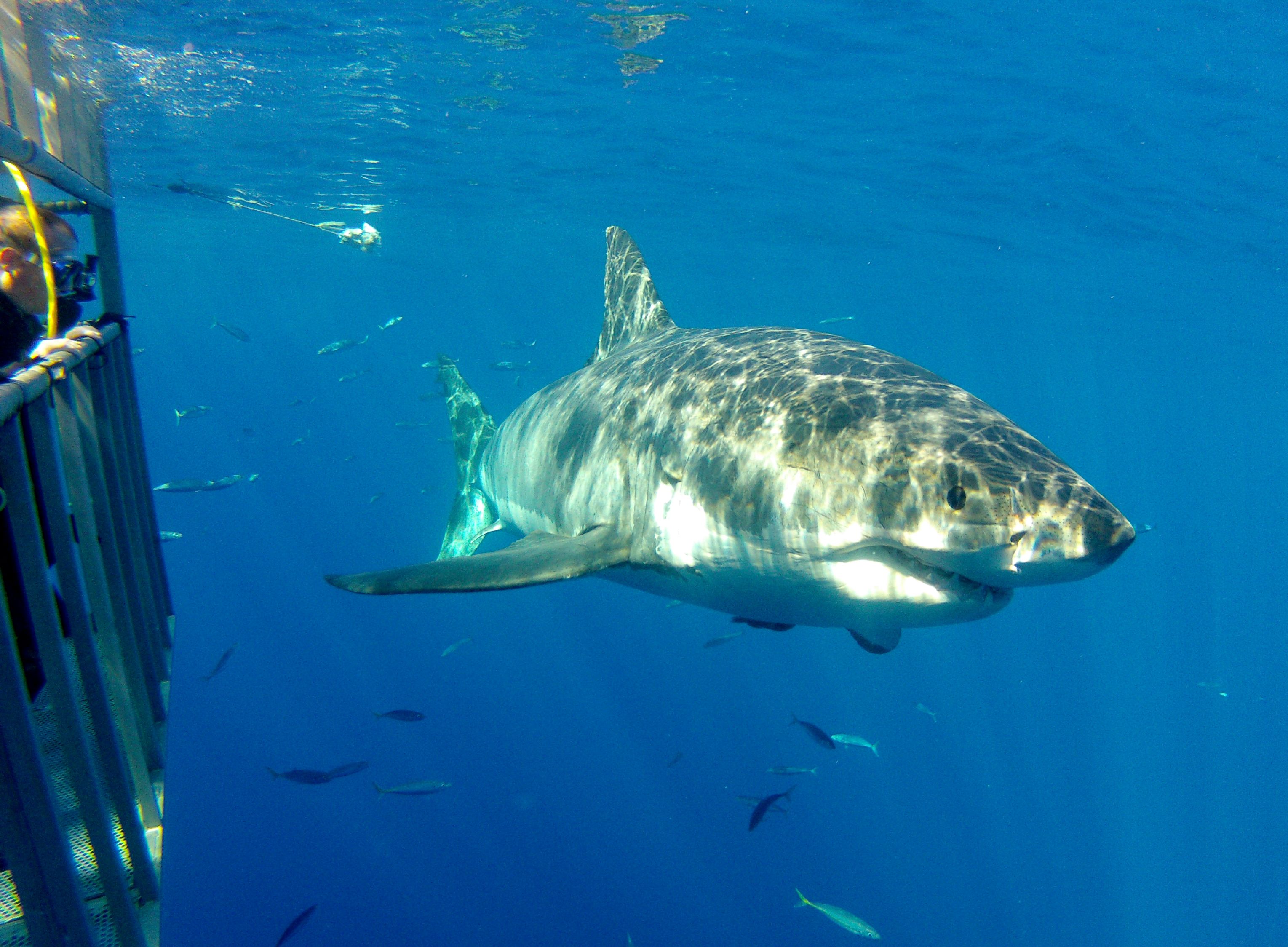 Shark Cage Diving