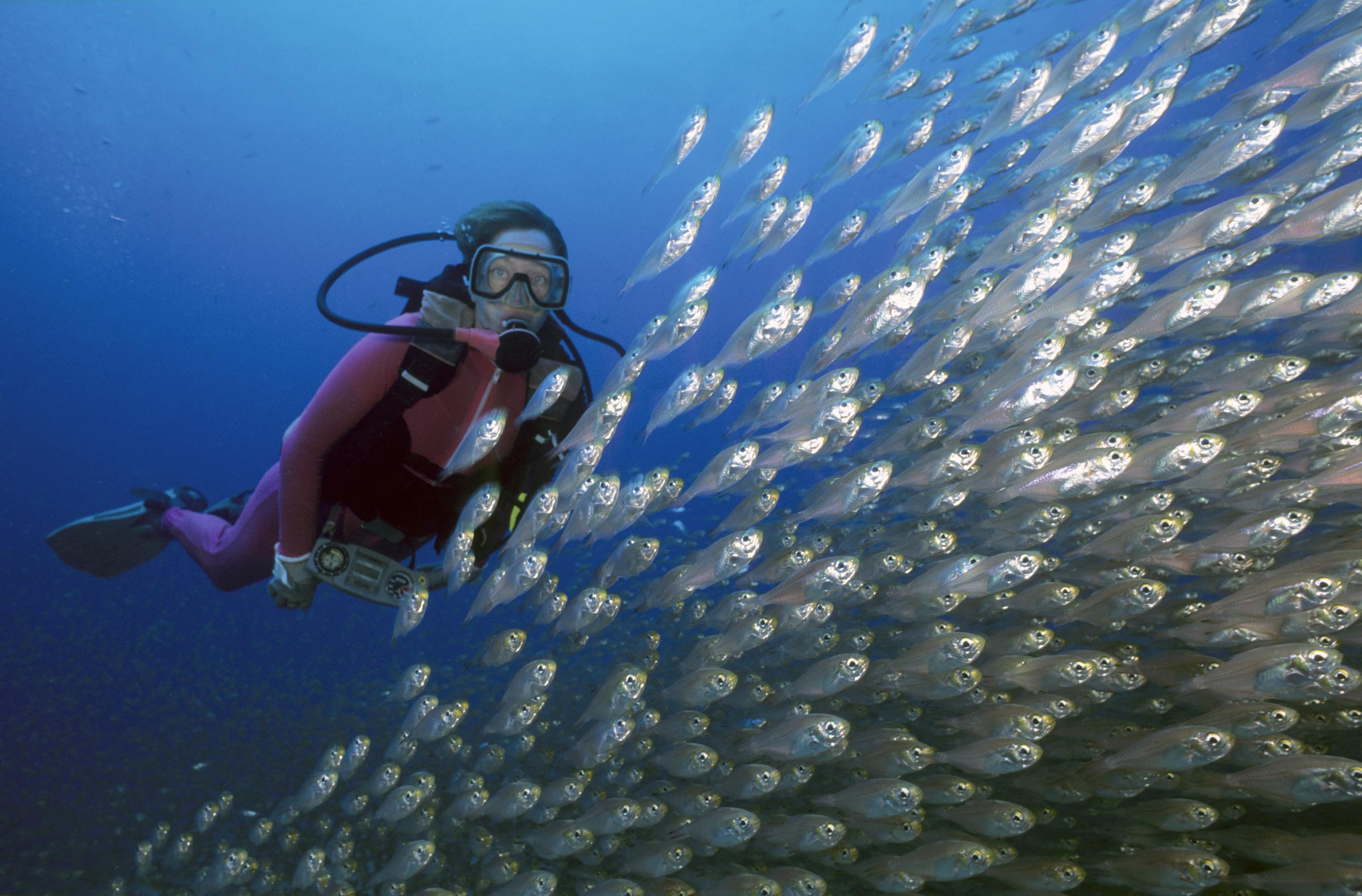 Scuba Diving
