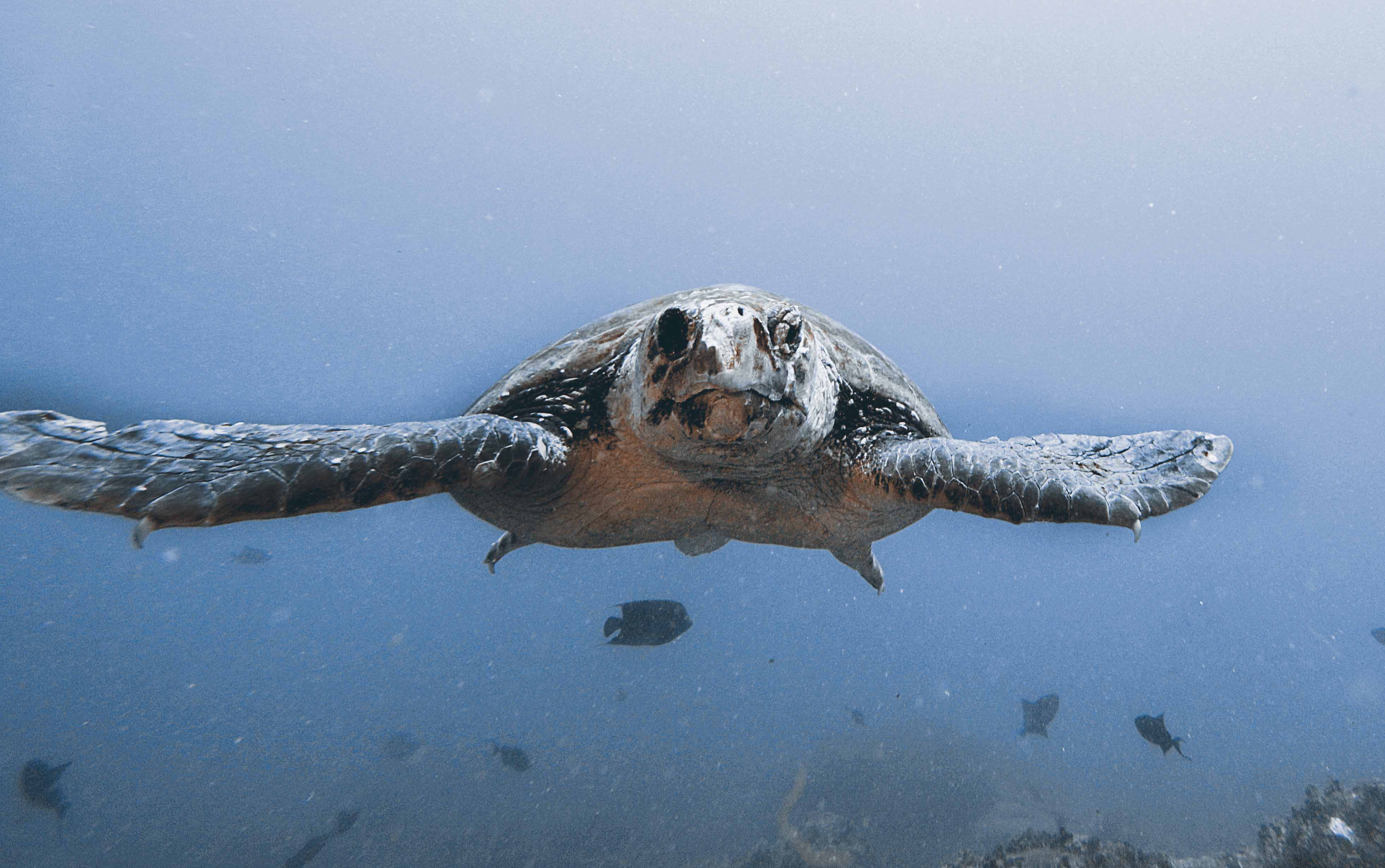 Turtle Tracking