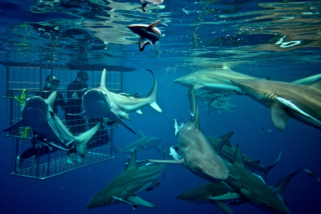 Tiger Shark Diving