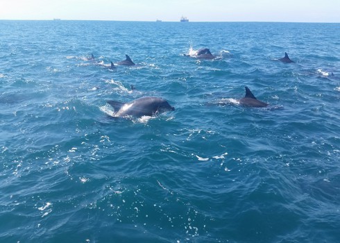 Boat Charters