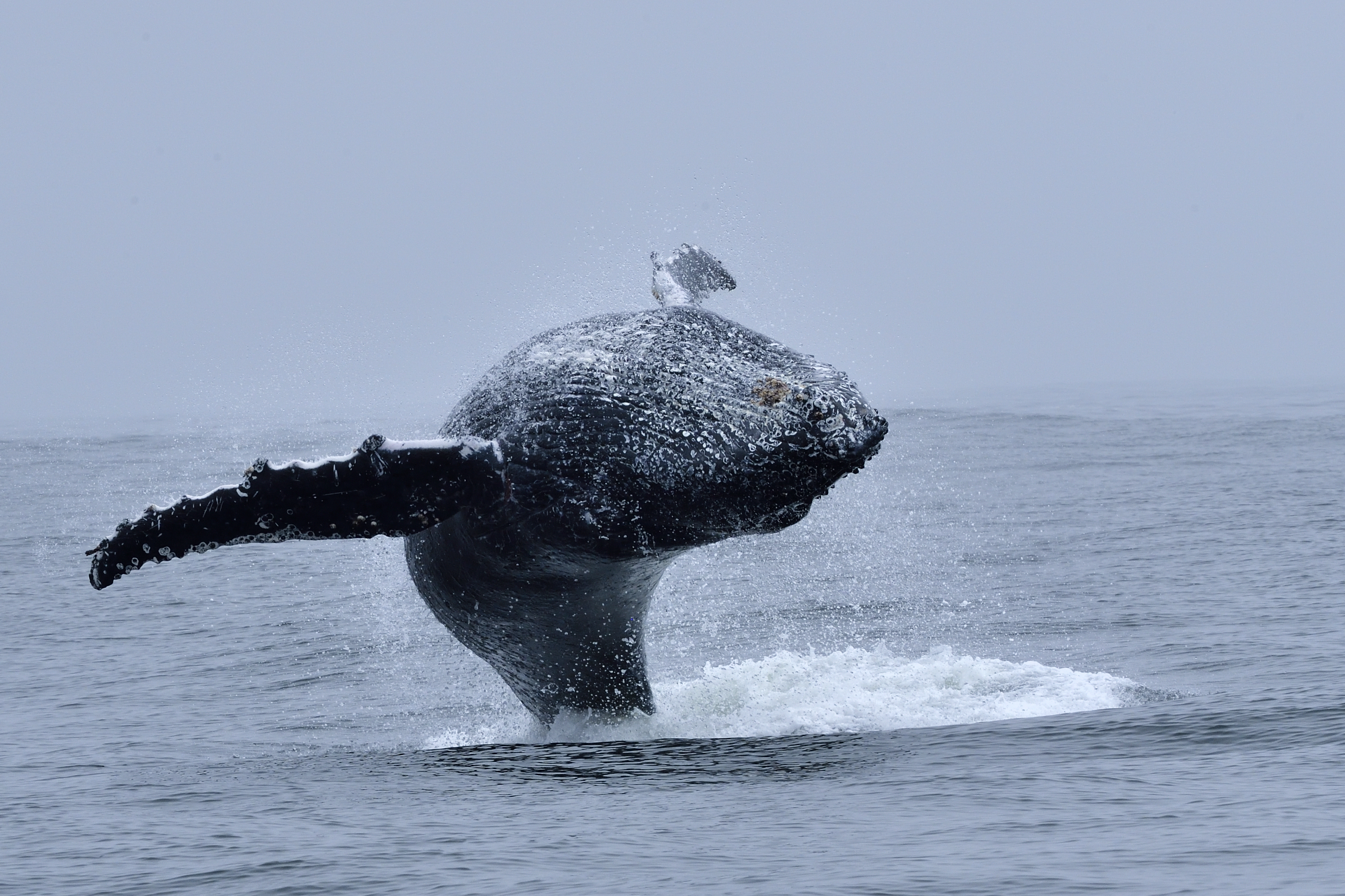 4 Day West Coast Whale Expedition - Western Cape