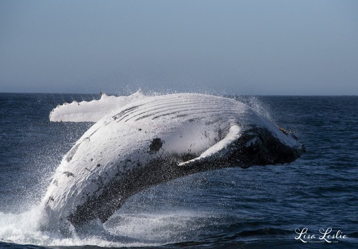 Whale Watching