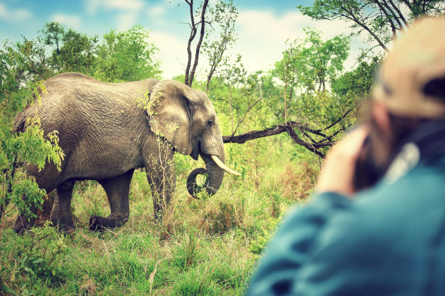 Elephant Experience