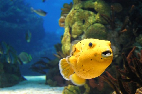 Scuba Diving