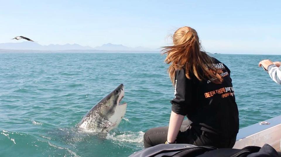 Shark Cage Diving